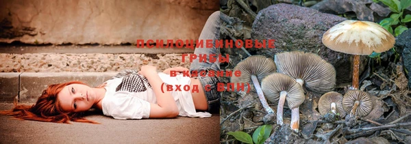PSILOCYBIN Ветлуга
