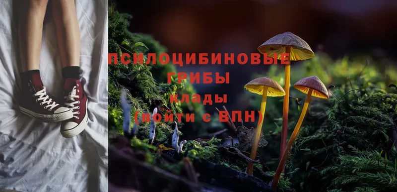 Псилоцибиновые грибы Psilocybine cubensis  площадка телеграм  Хотьково 